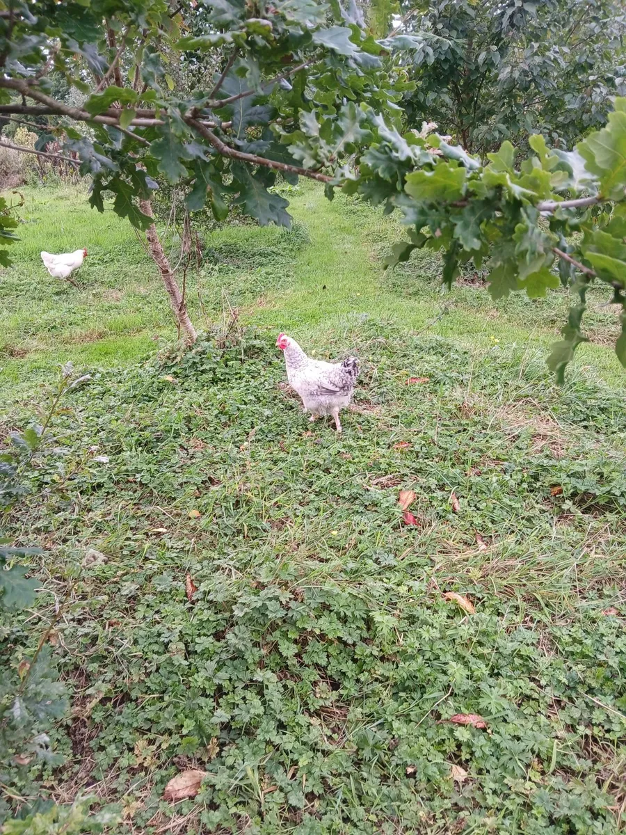 Young roosters - Image 3