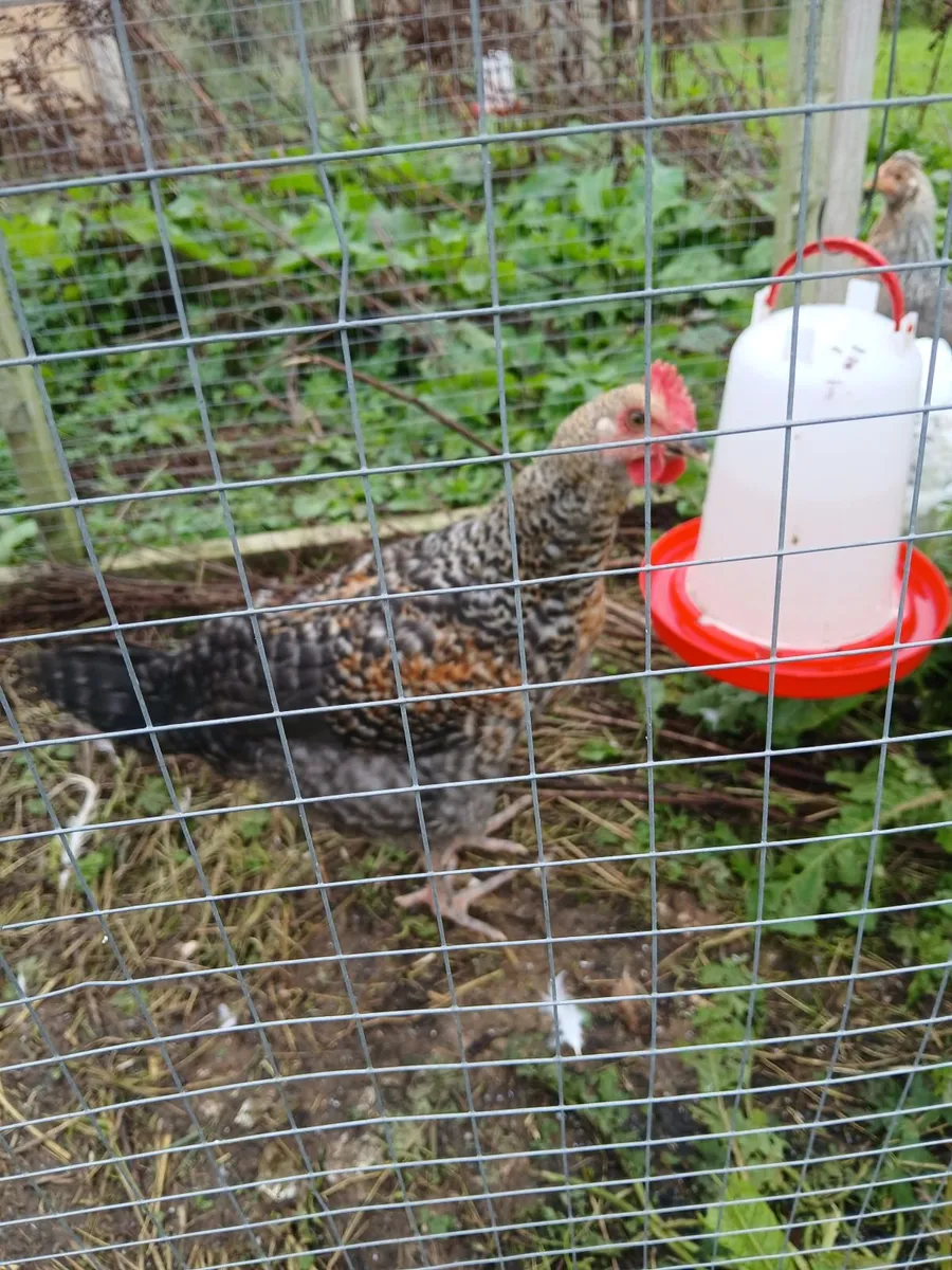 Young roosters - Image 4