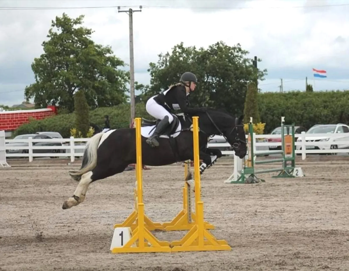 143, coloured gelding - Image 2