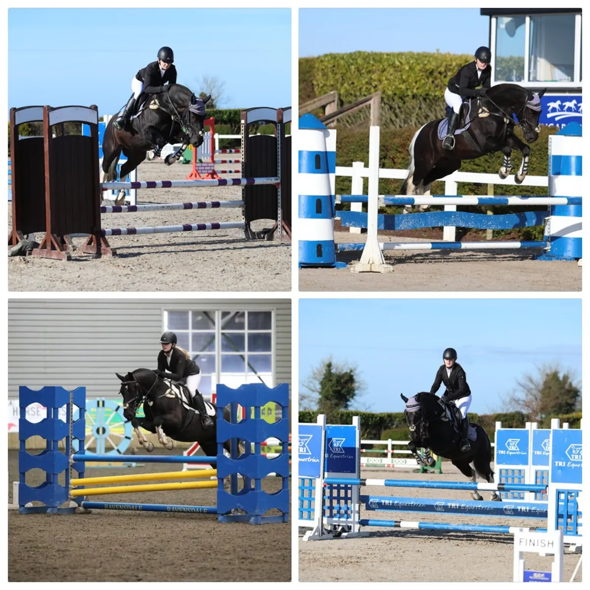 143, coloured gelding - Image 3