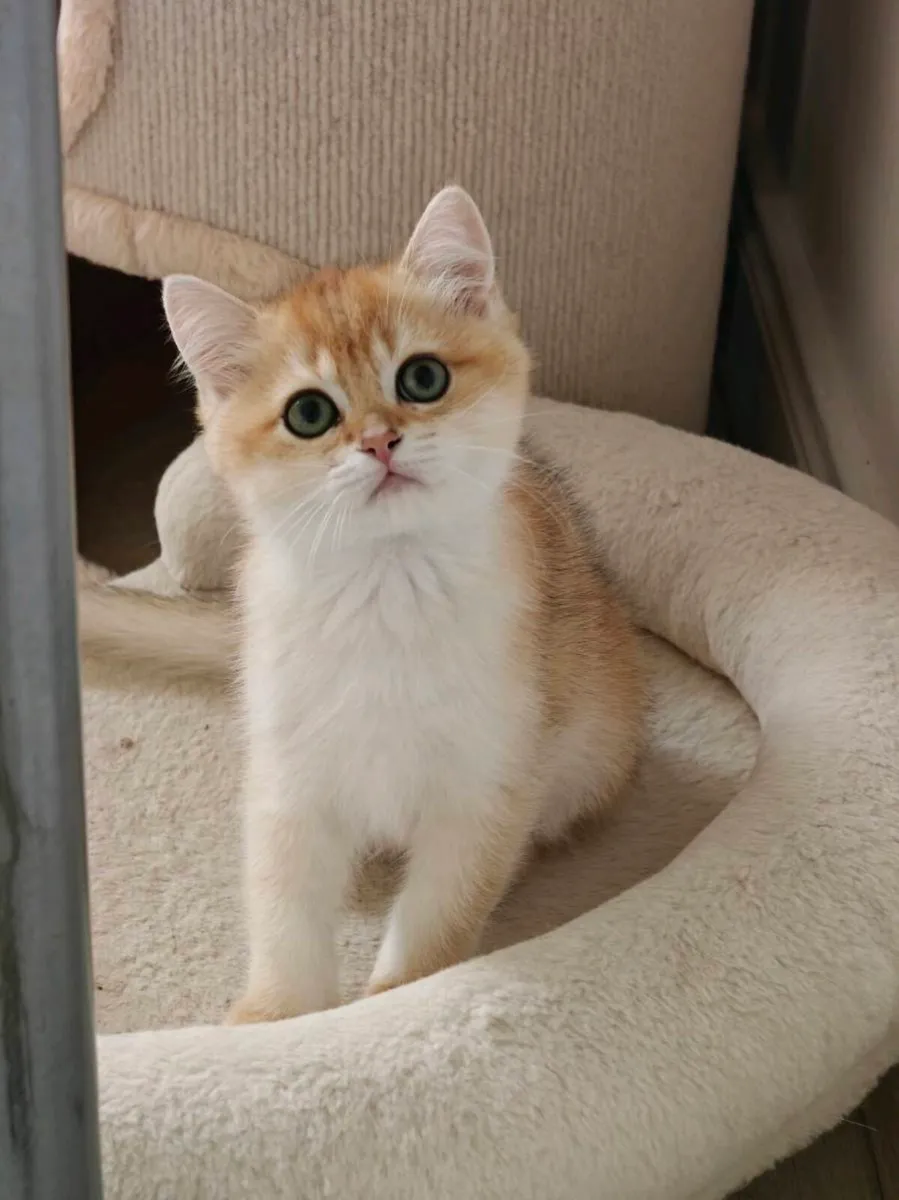 British Short hair kittens - Image 2