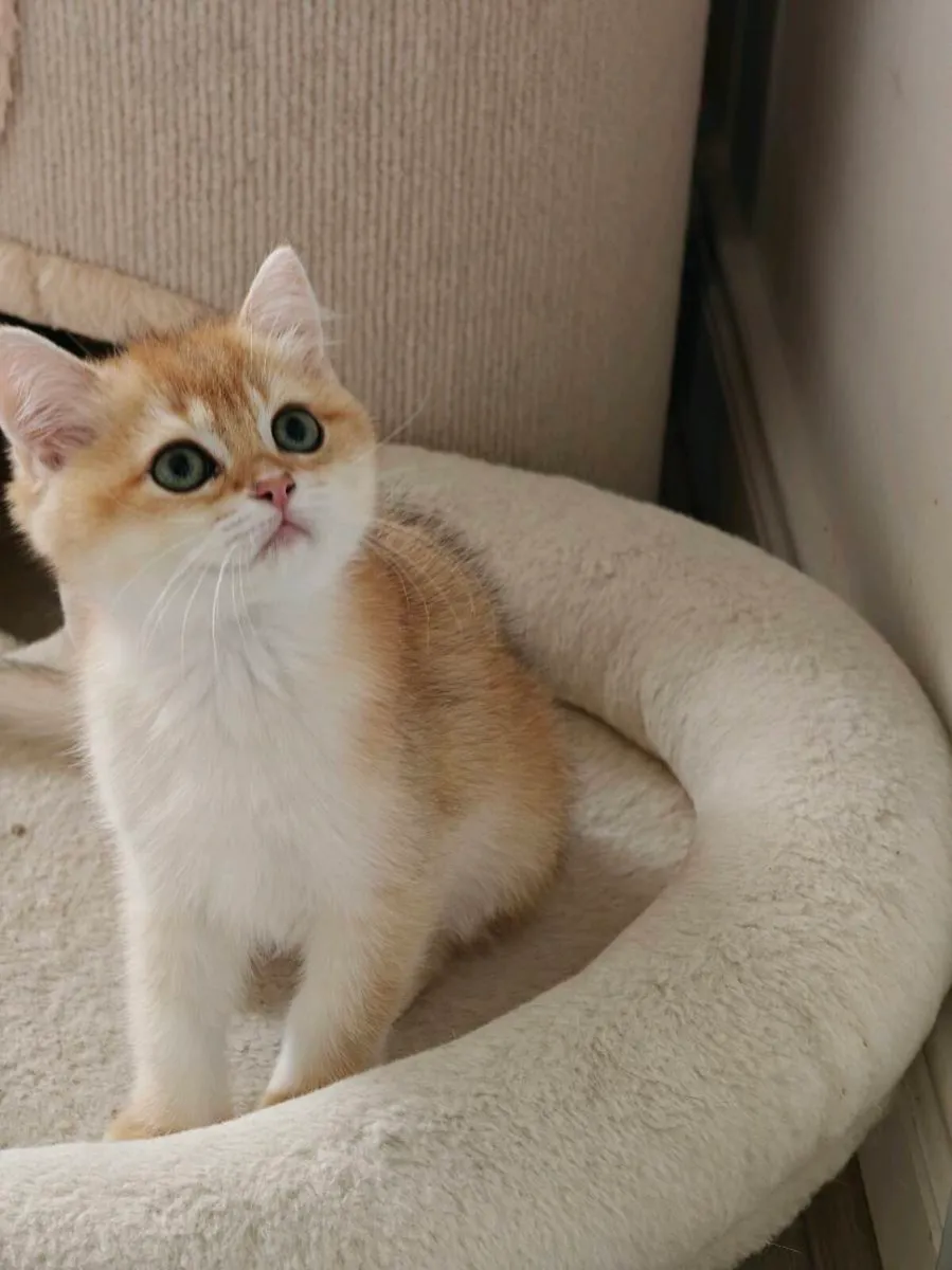 British Short hair kittens - Image 3
