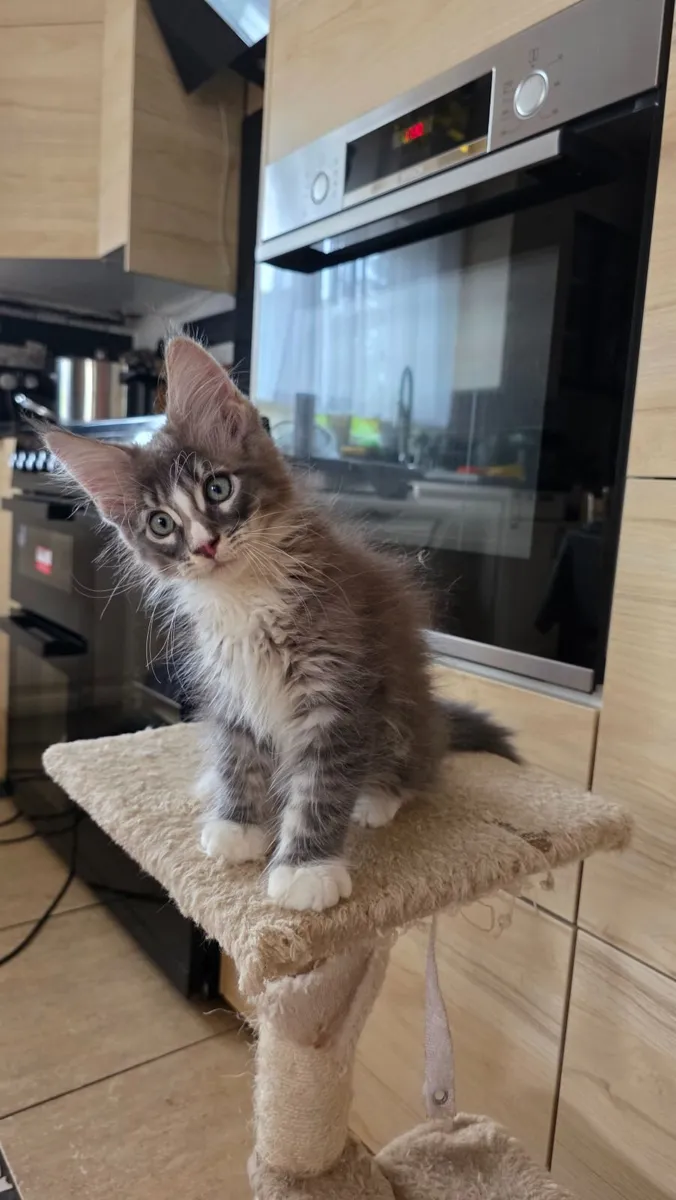 Maine Coon - Image 3