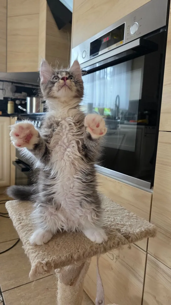 Maine Coon - Image 4