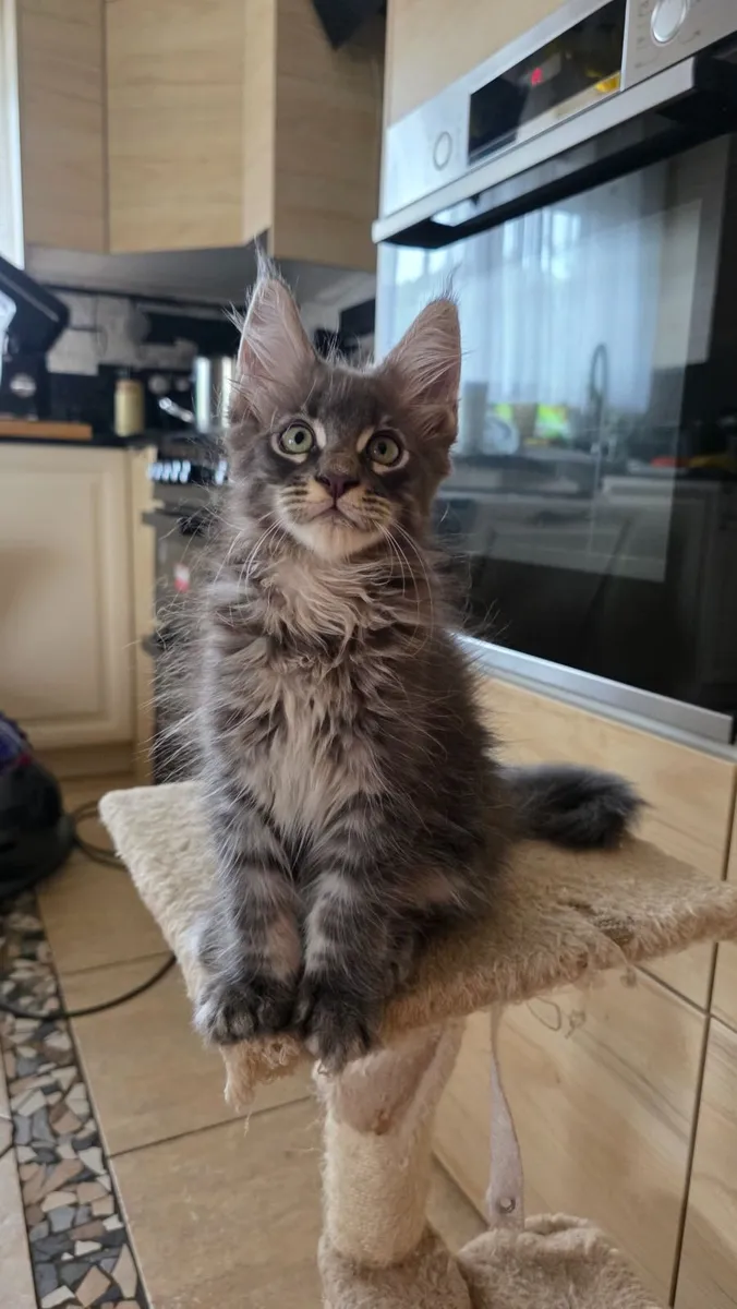 Maine Coon - Image 2