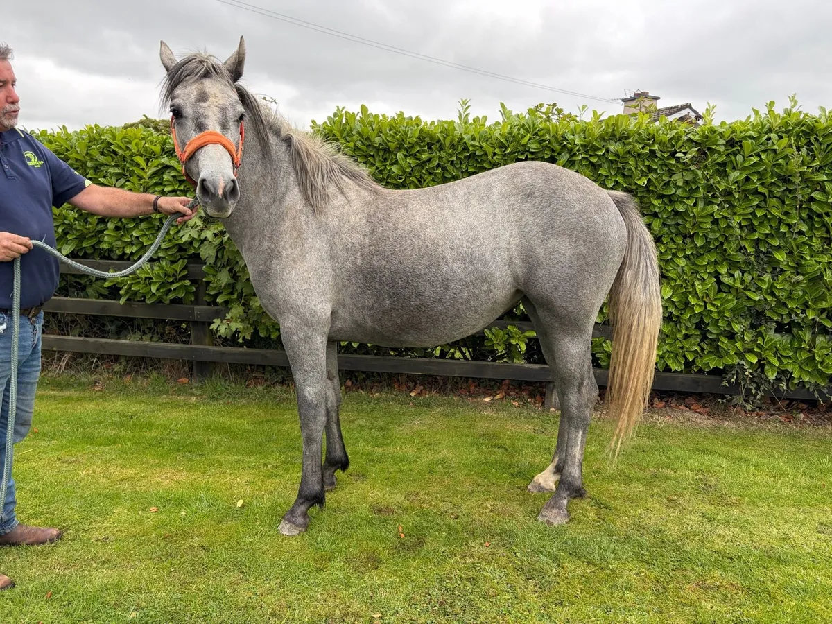 Connemara filly - Image 4