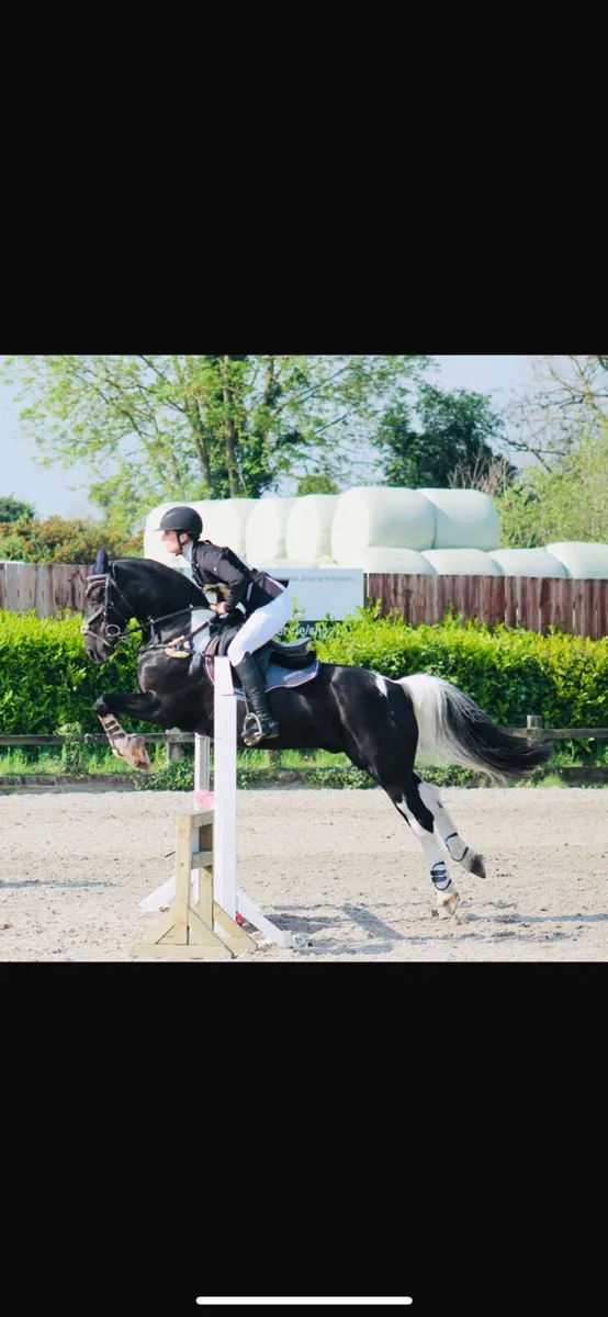 143, coloured gelding - Image 4