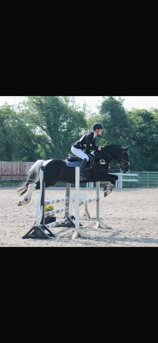 143, coloured gelding - Image 1