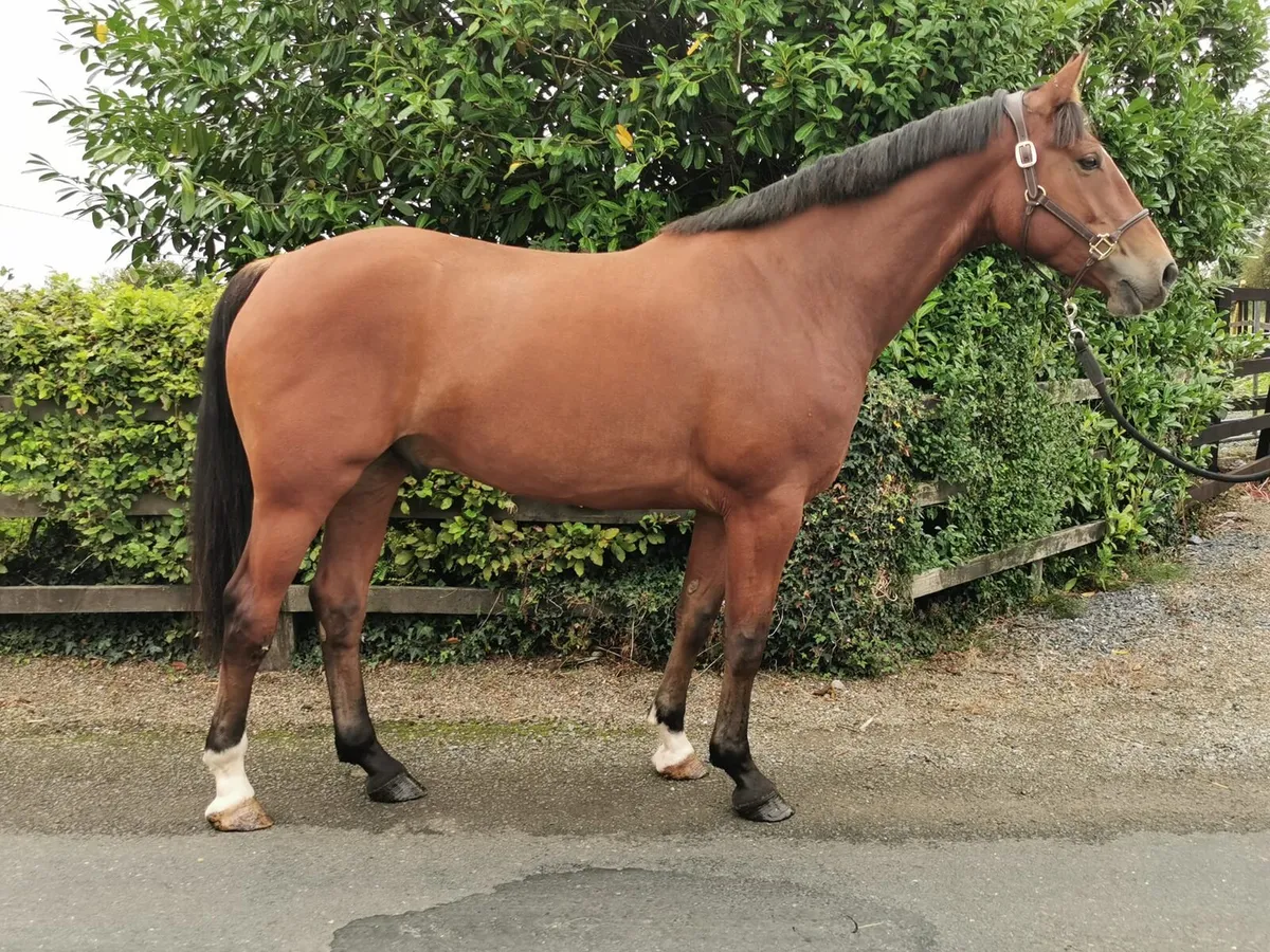 Horse 4 year old Gelding  by Ceide Prince - Image 1
