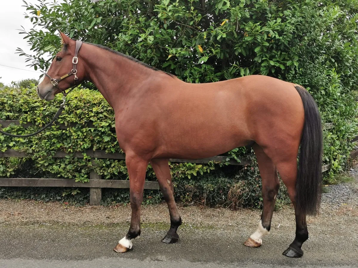 Horse 4 year old Gelding  by Ceide Prince - Image 2