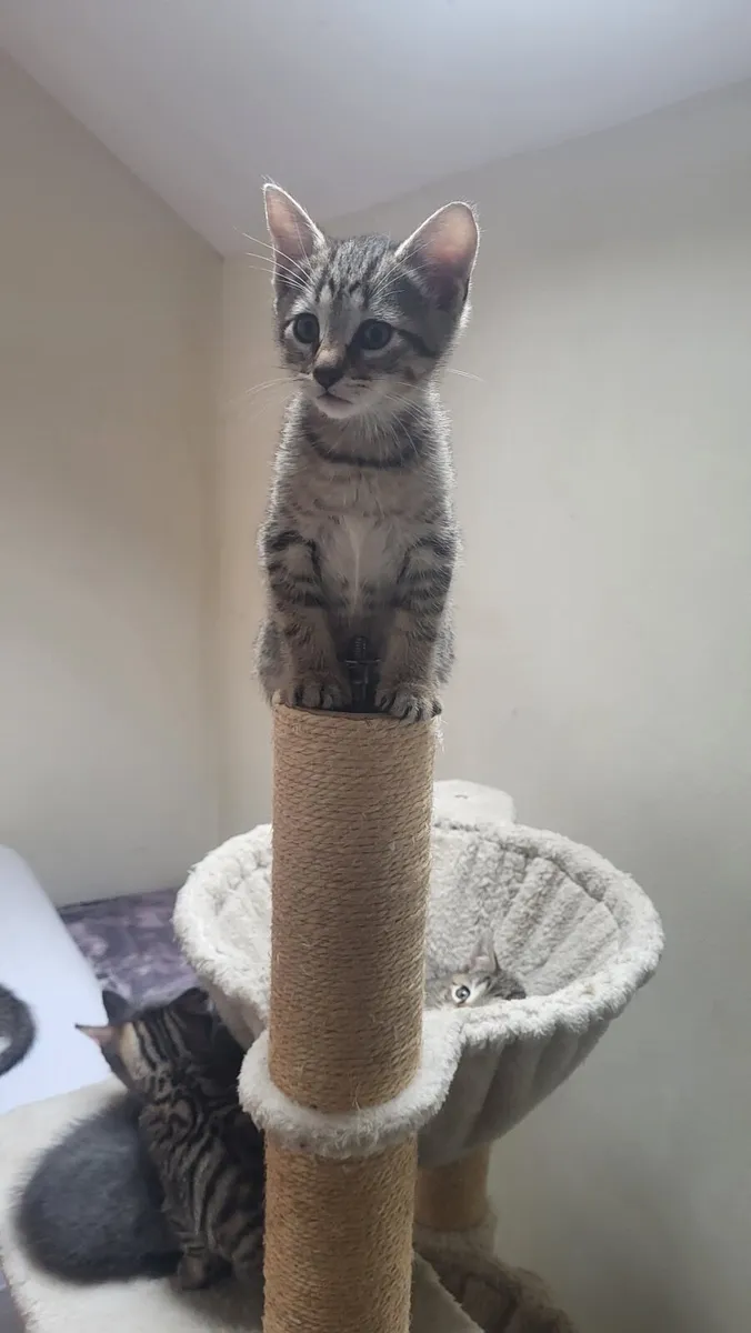 Kittens - Image 3