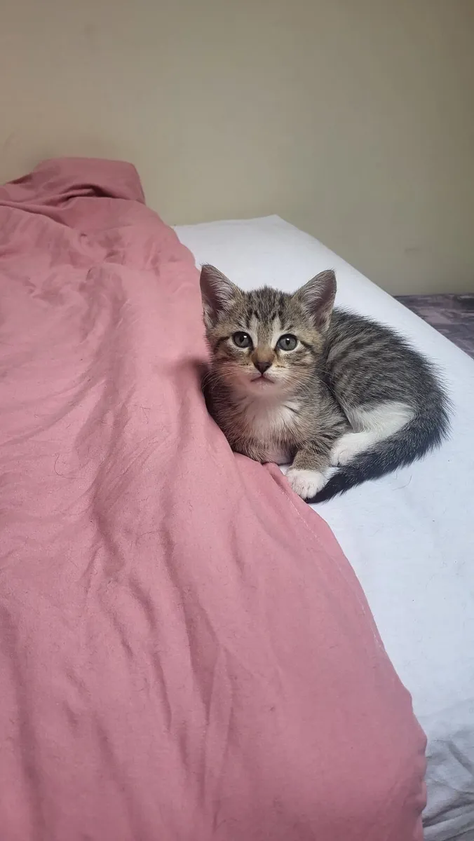 Kittens - Image 4
