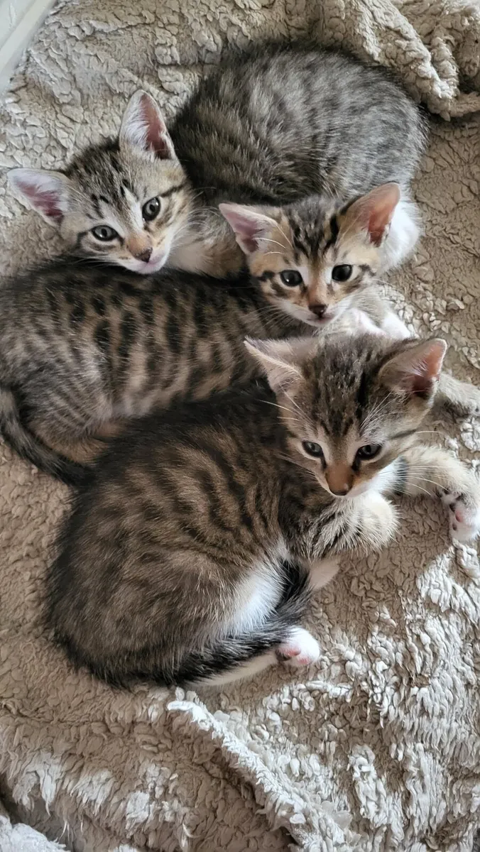 Kittens - Image 2