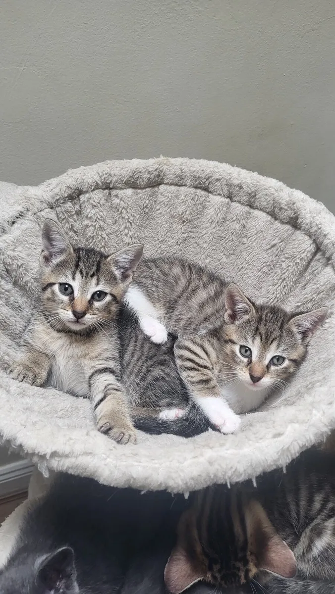 Kittens - Image 1