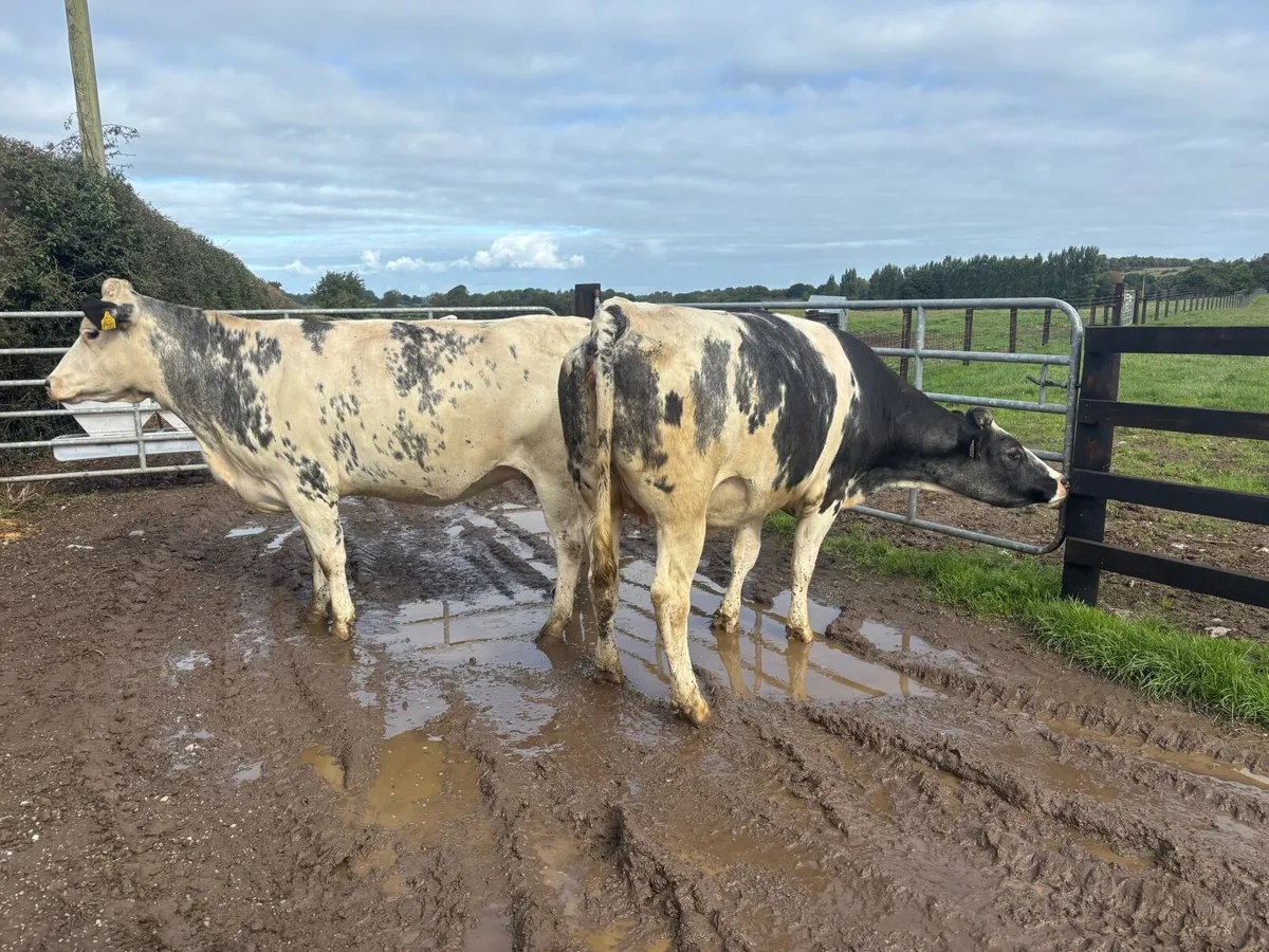 2 super Belgian blue springer heifers - Image 1