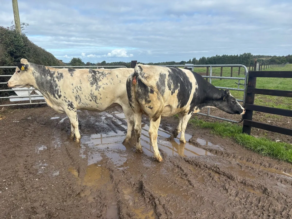 2 super Belgian blue springer heifers - Image 2