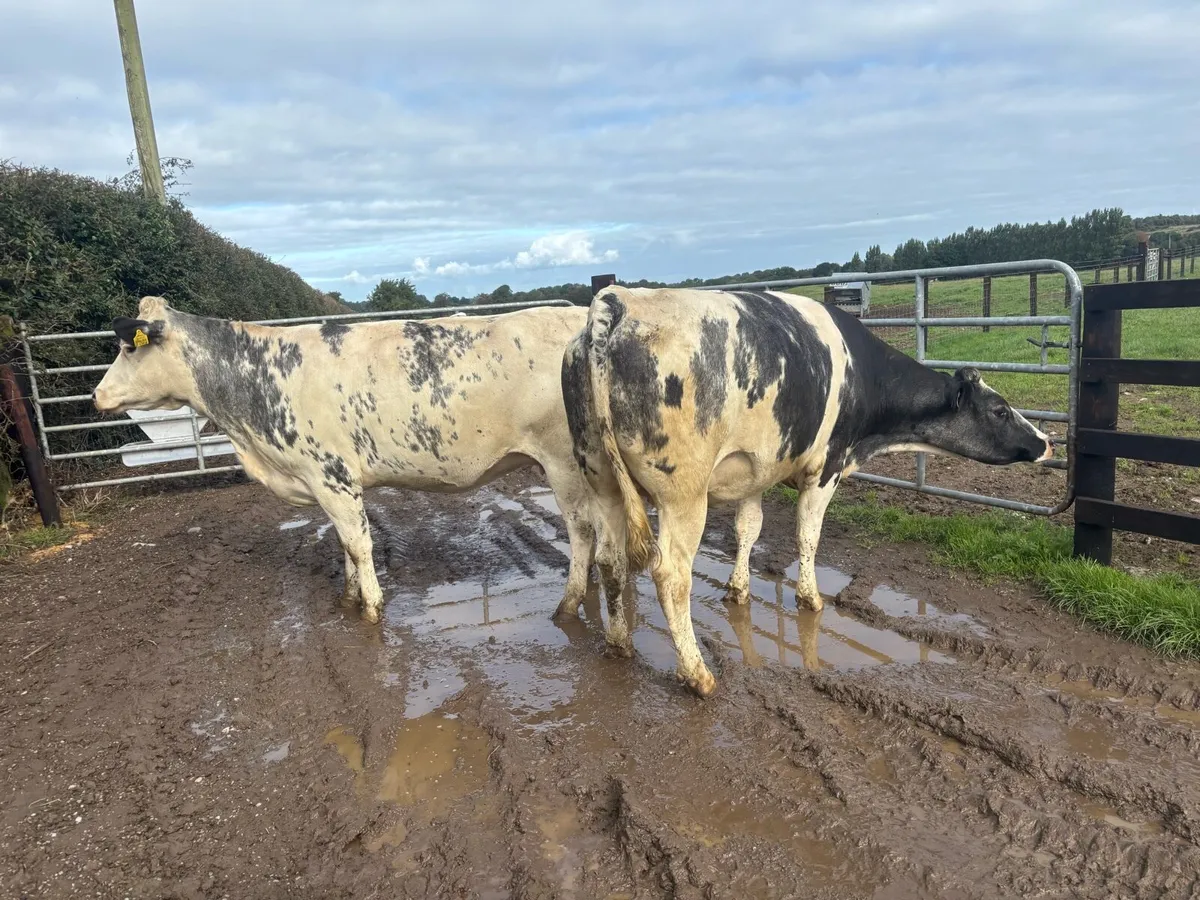 2 super Belgian blue springer heifers - Image 4