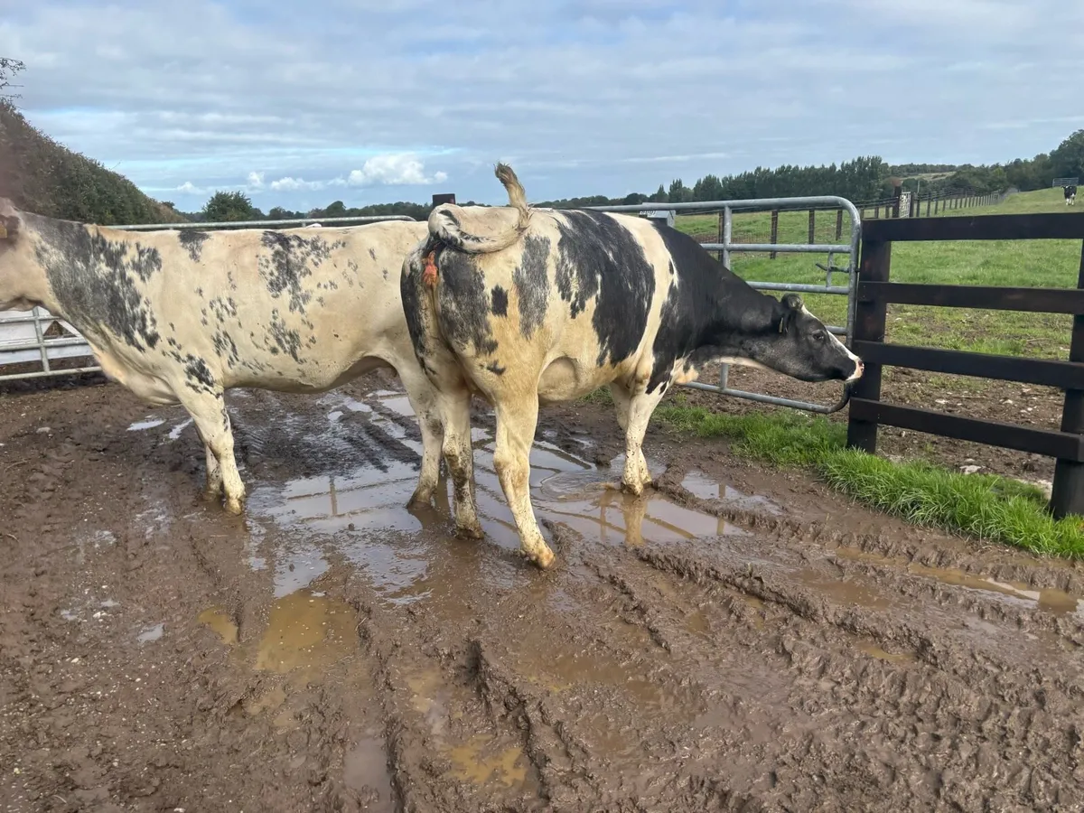2 super Belgian blue springer heifers - Image 3