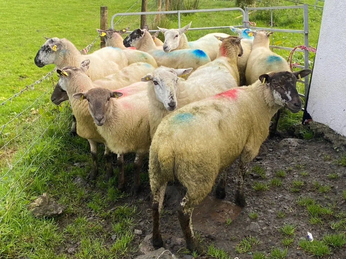 15 Super Breeding Hoggets - Image 1