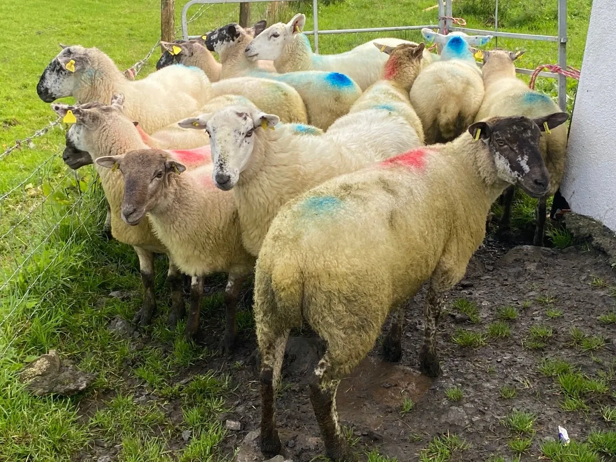 15 Super Breeding Hoggets - Image 2