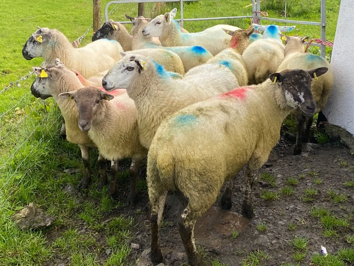 15 Super Breeding Hoggets - Image 3