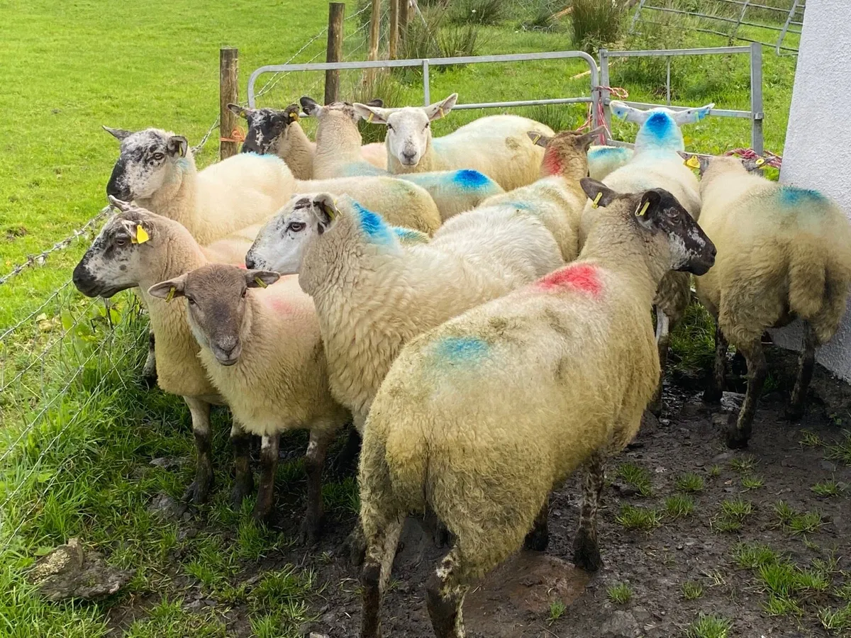 15 Super Breeding Hoggets - Image 4