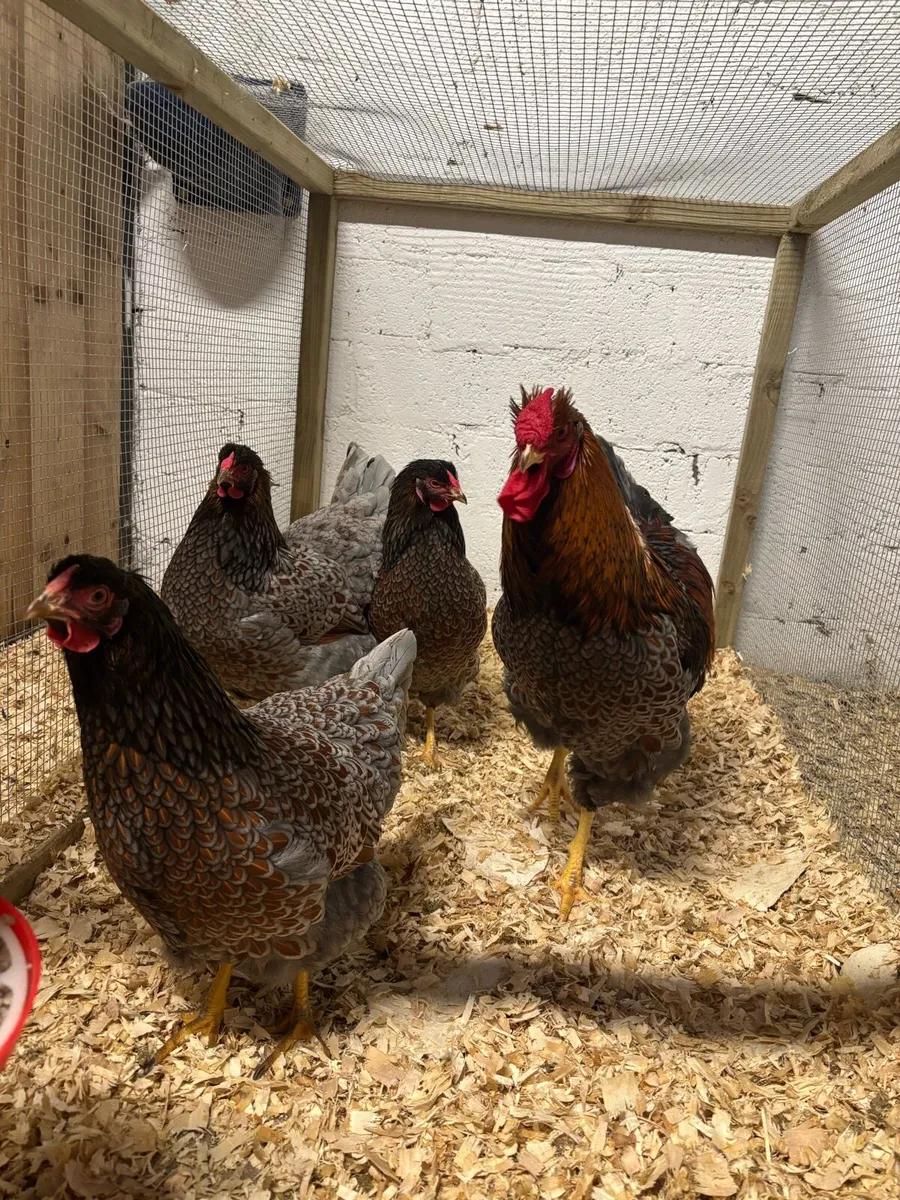 🐣Purebred day old chicks & Breeding group❤️‍🔥 - Image 4