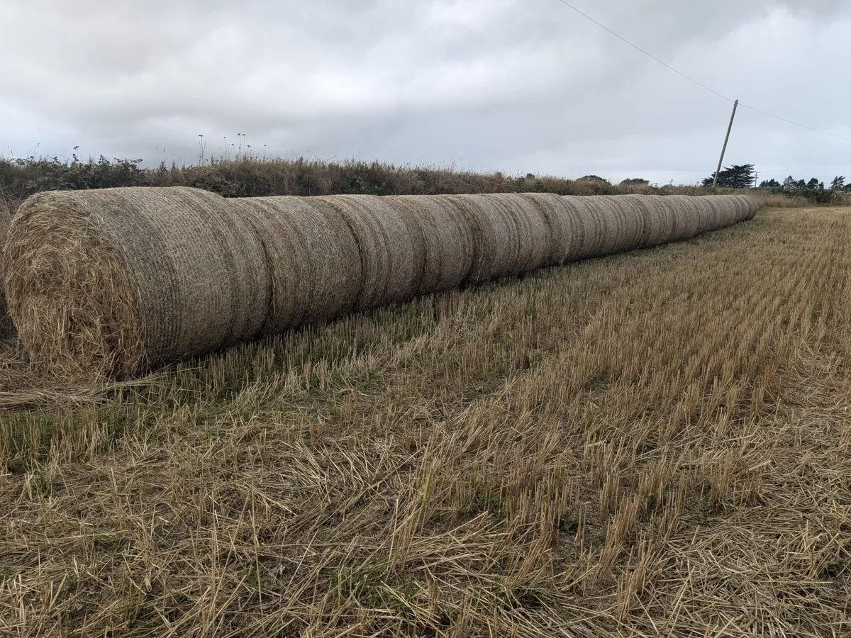 wheaten straw - Image 1