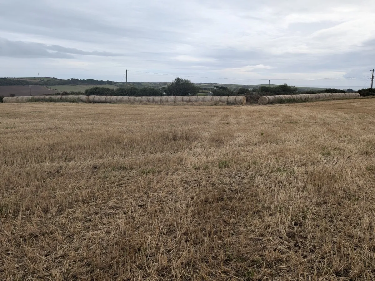 wheaten straw - Image 2