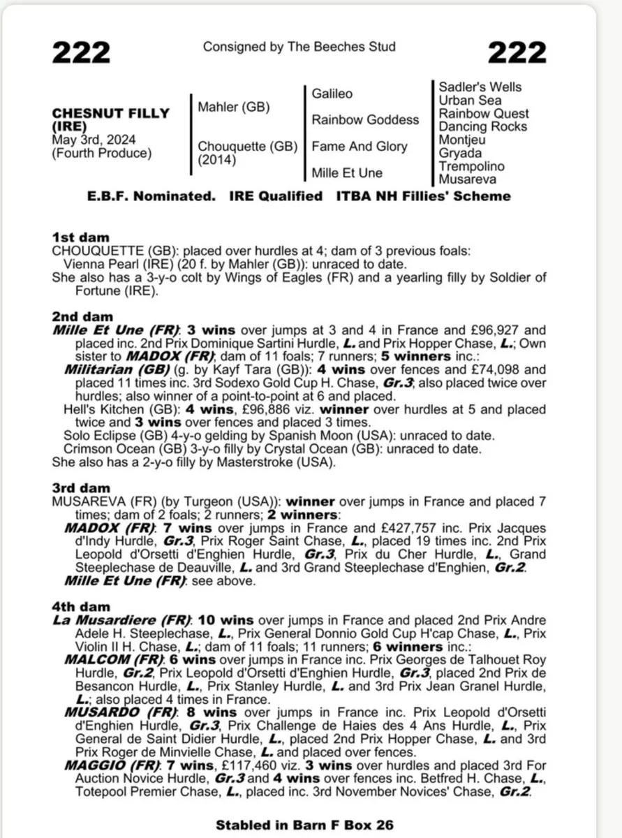 Soldier of Fortune Filly - Image 1
