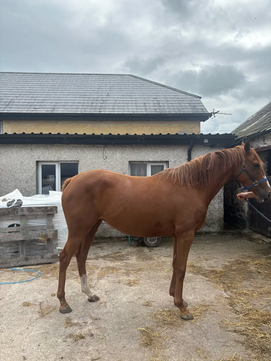 Soldier of Fortune Filly - Image 4