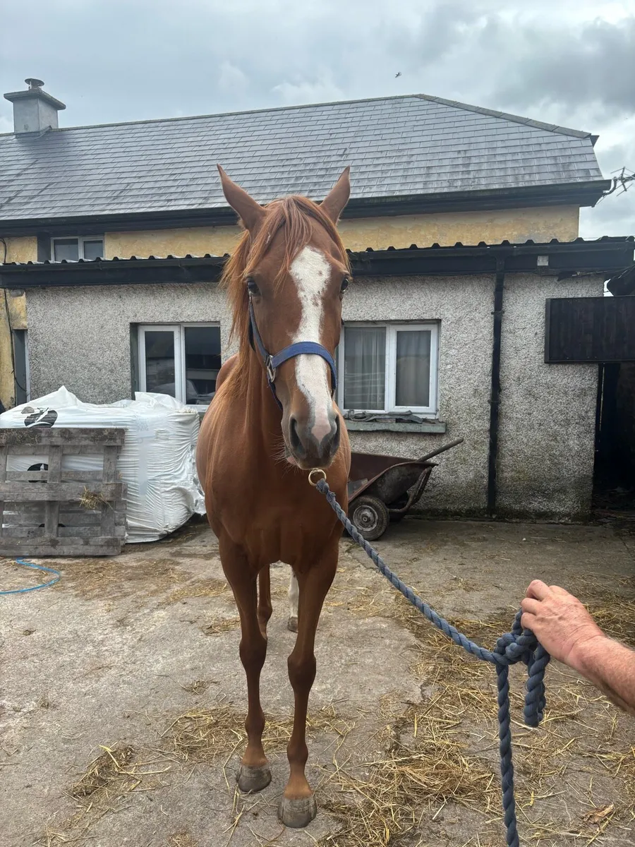 Soldier of Fortune Filly - Image 2