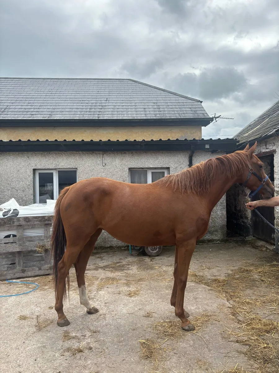 Soldier of Fortune Filly - Image 3