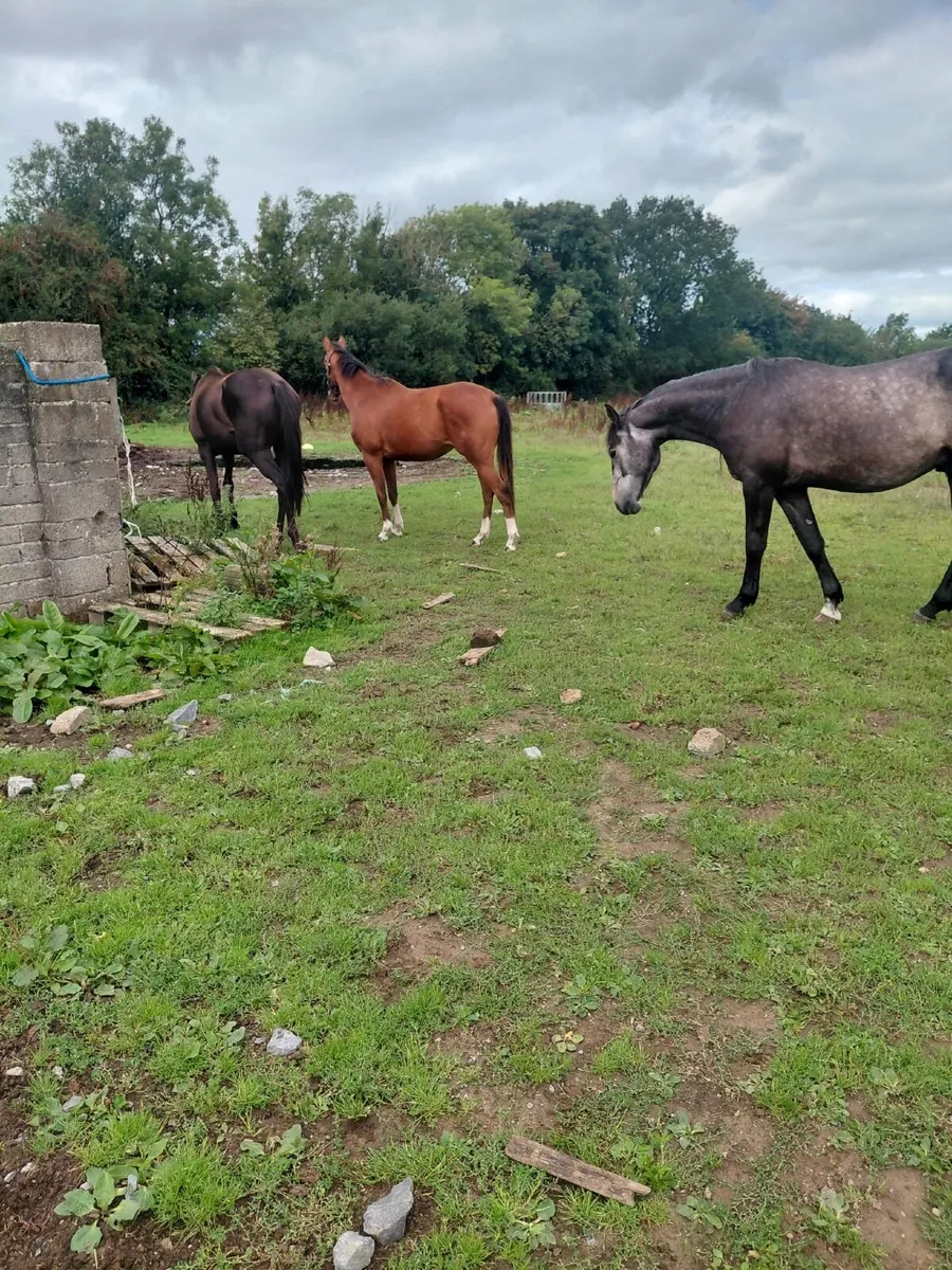 Mares for sale - Image 2