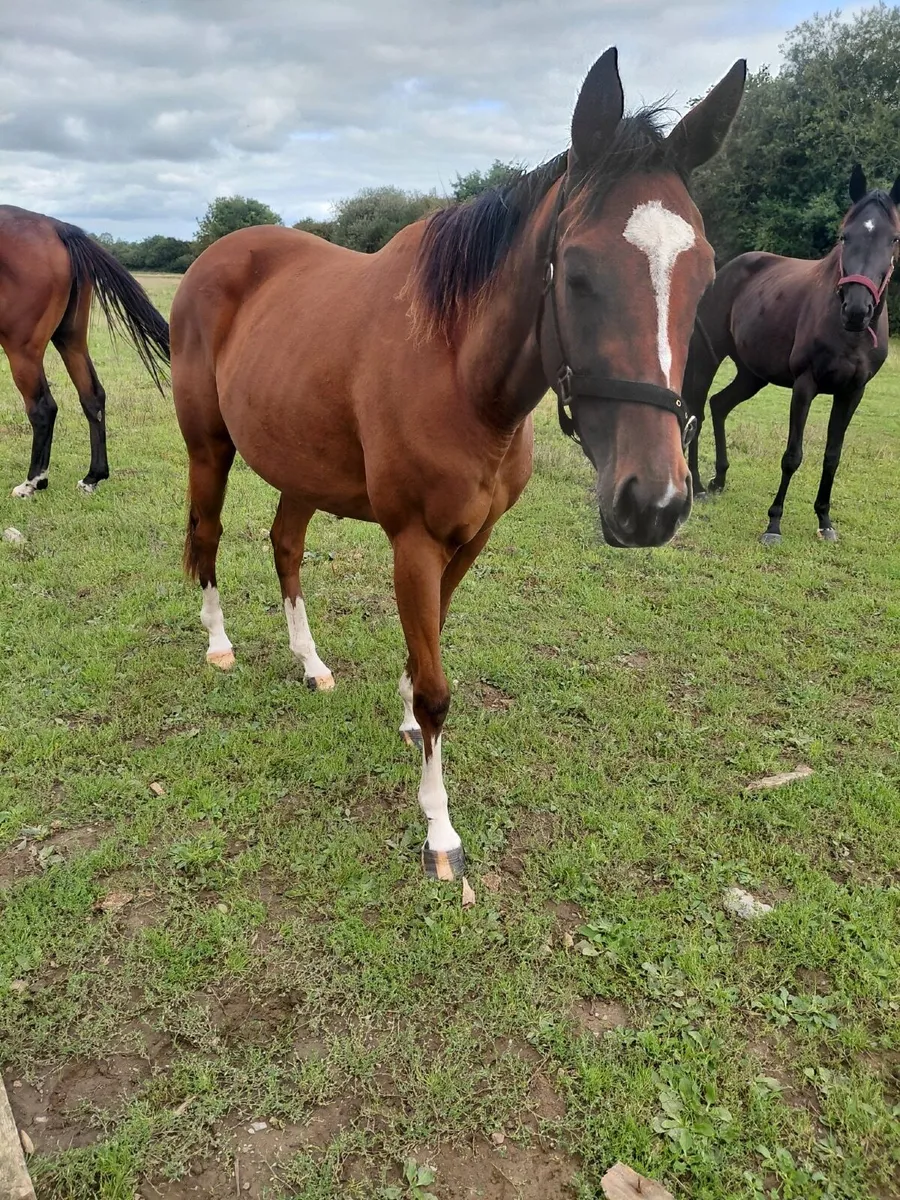 Mares for sale - Image 3