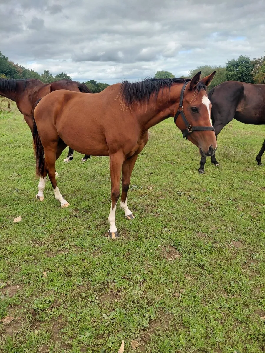 Mares for sale - Image 4