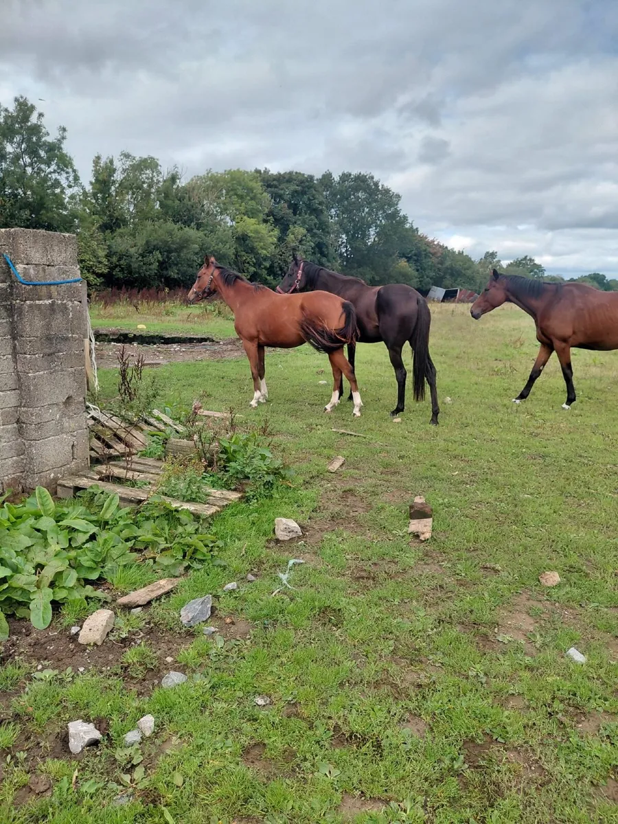 Mares for sale - Image 1