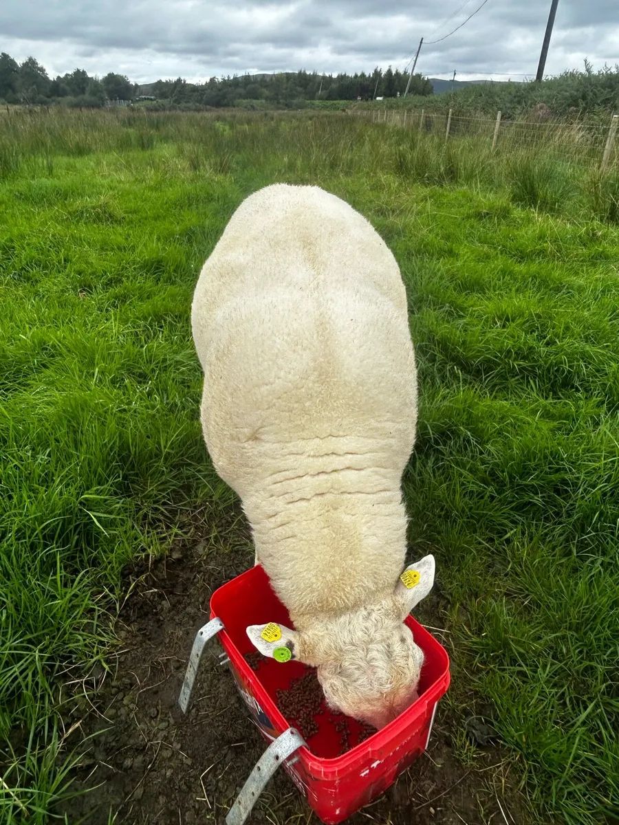 Pedigree belclare hogget ram - Image 2