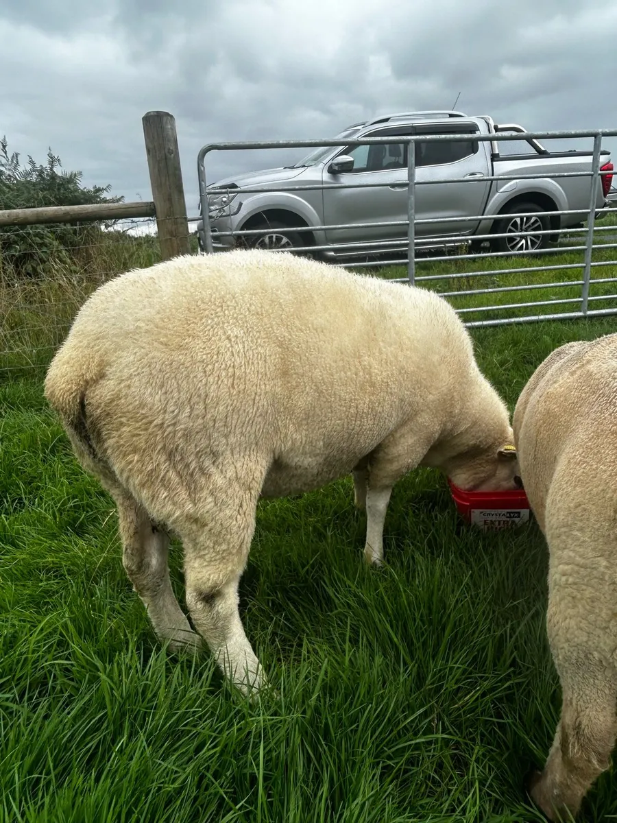 Pedigree belclare hogget ram - Image 3