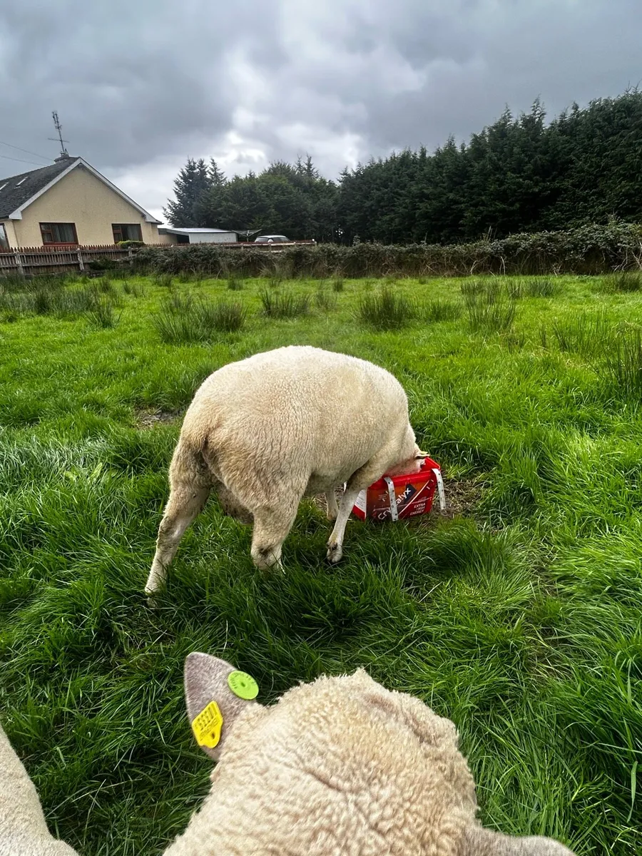 Pedigree belclare hogget ram - Image 4