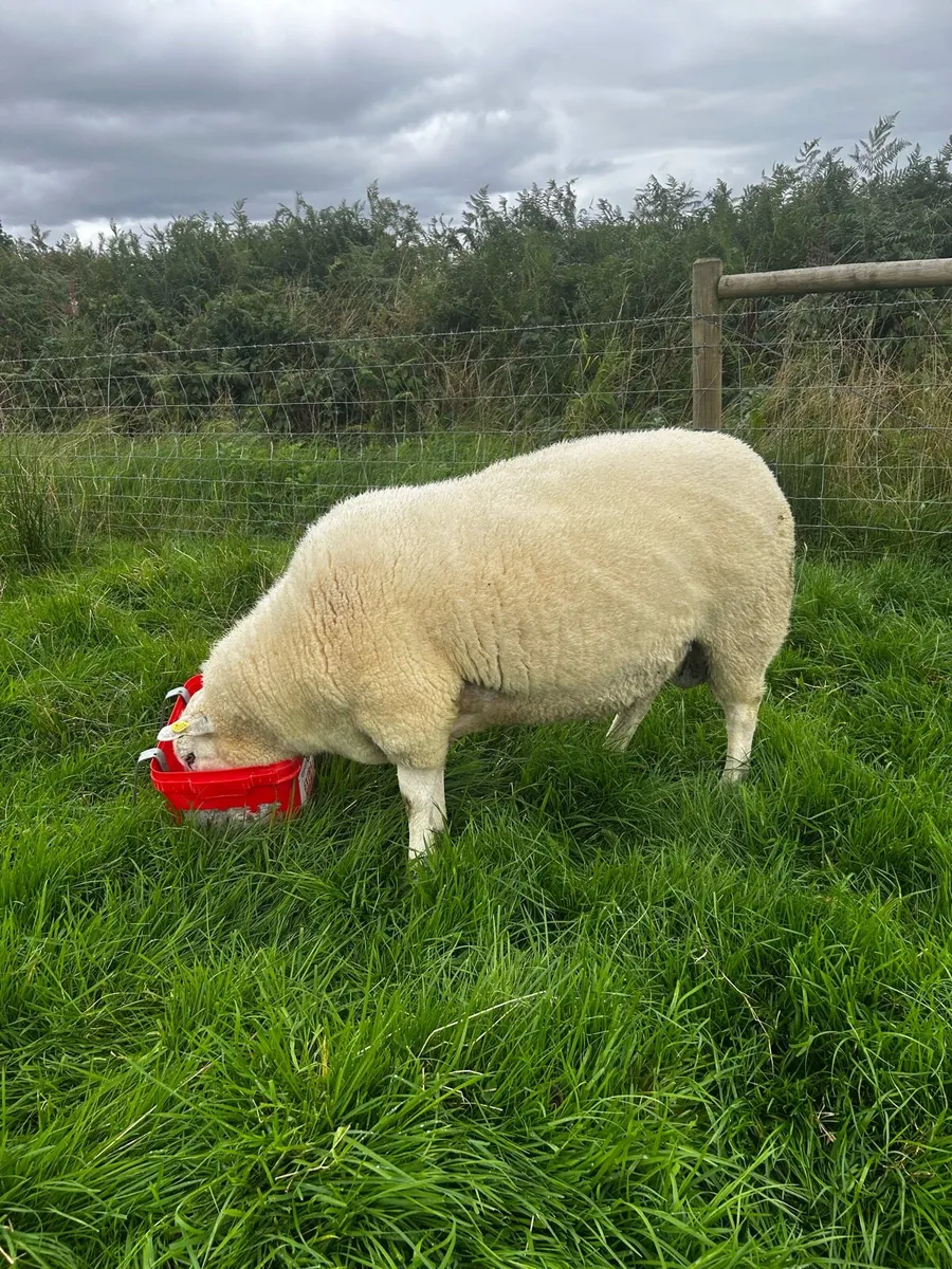Pedigree belclare hogget ram - Image 1
