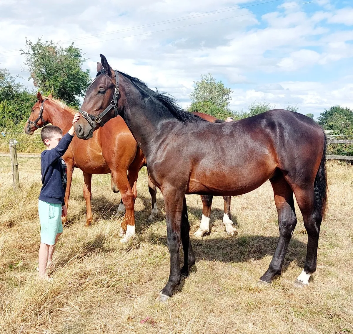 Sport horse yearling - Image 1