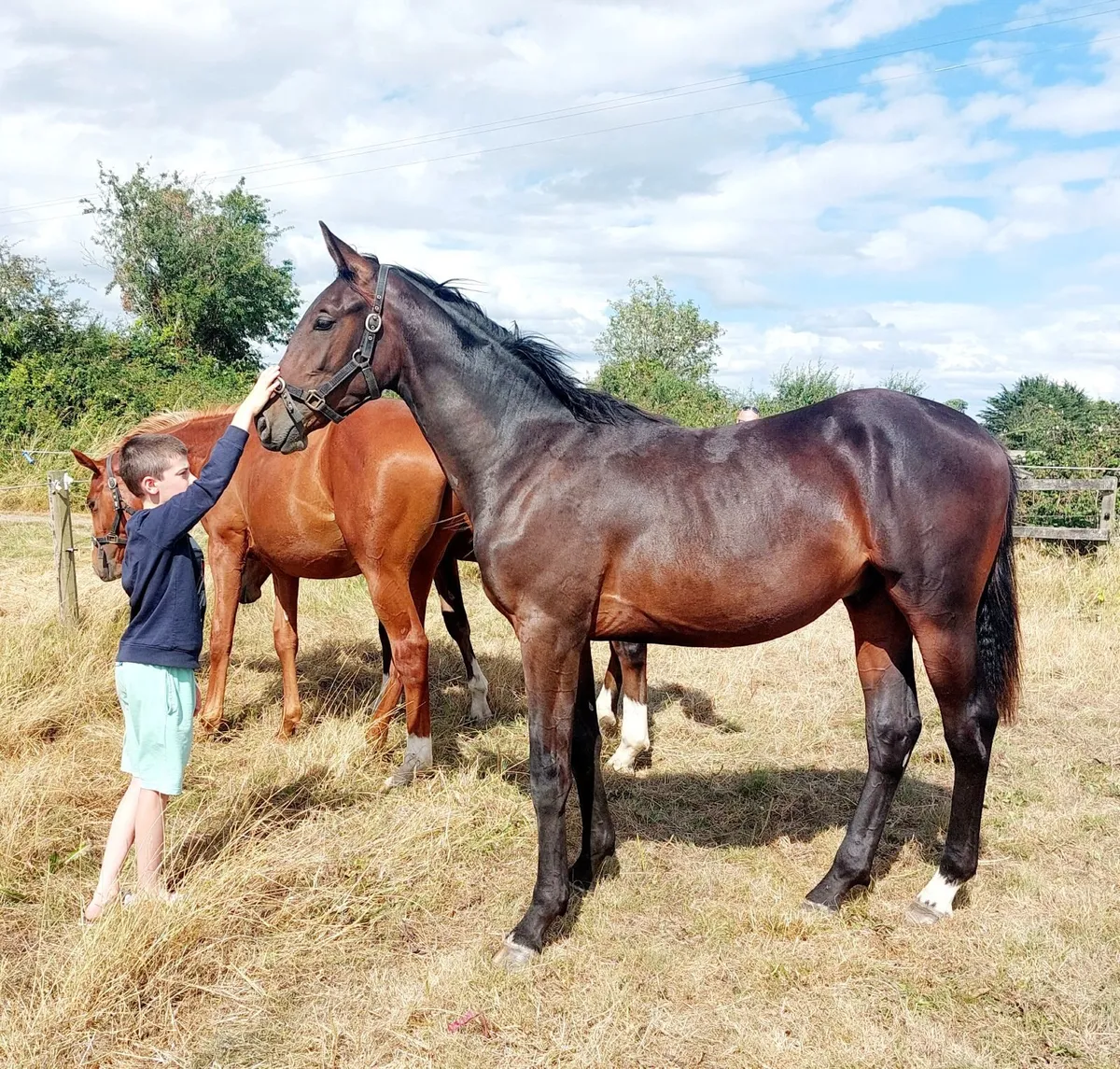 Sport horse yearling - Image 2