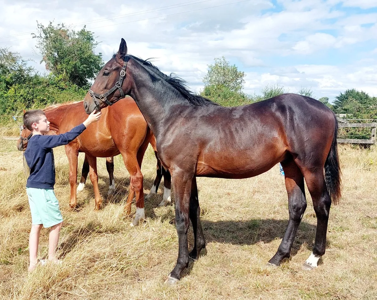Sport horse yearling - Image 3