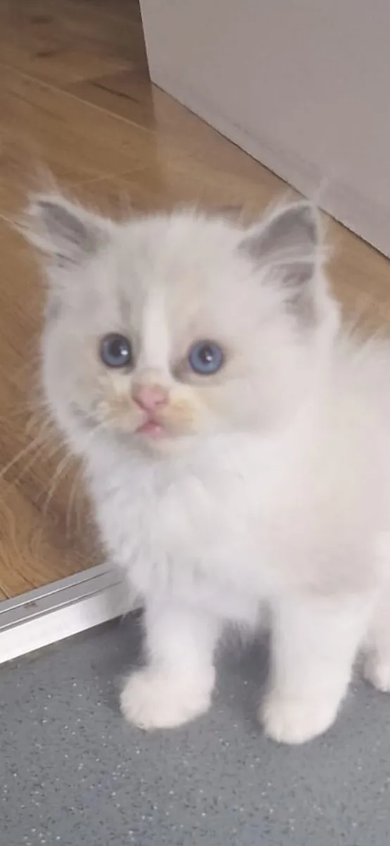 Ragdoll kittens - Image 1
