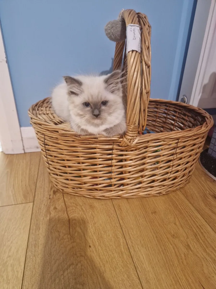 Ragdoll kittens - Image 3