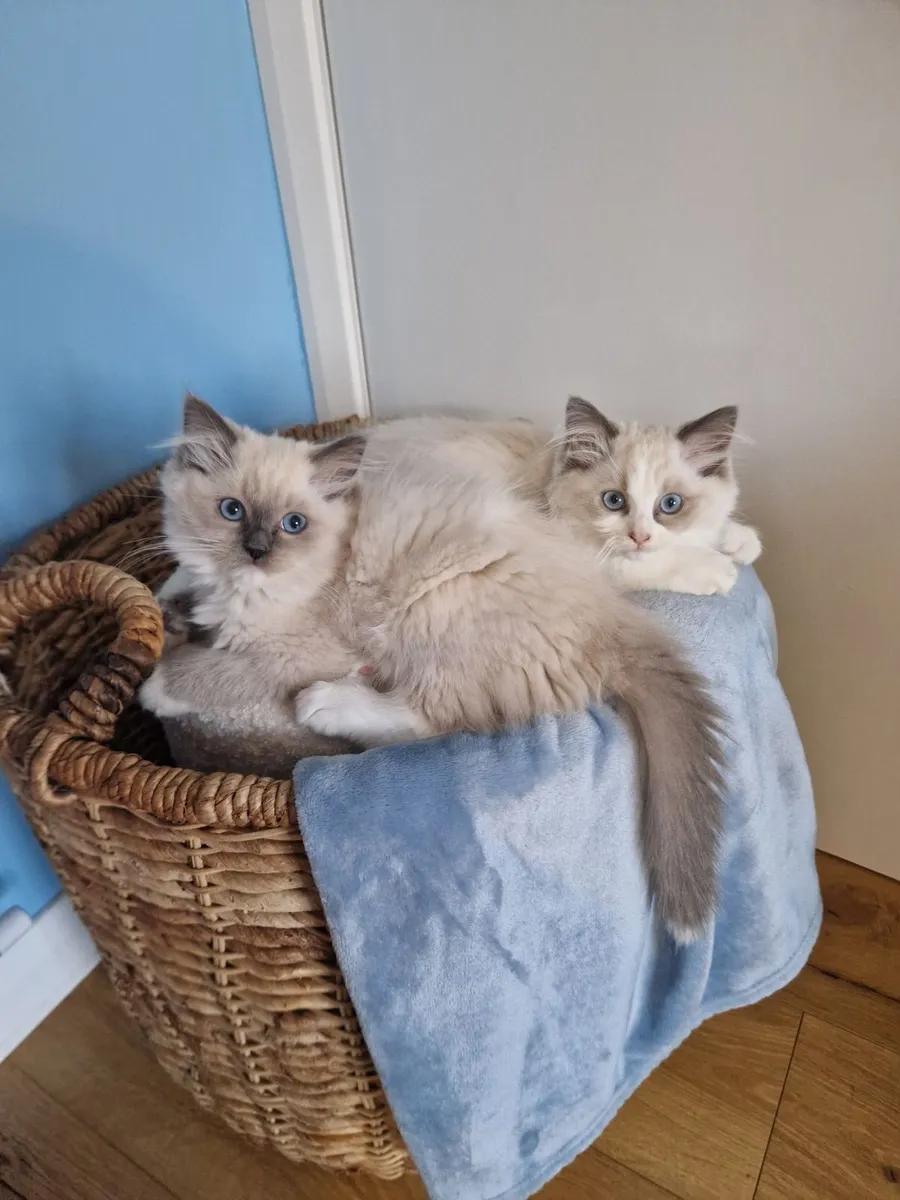 Ragdoll kittens - Image 2
