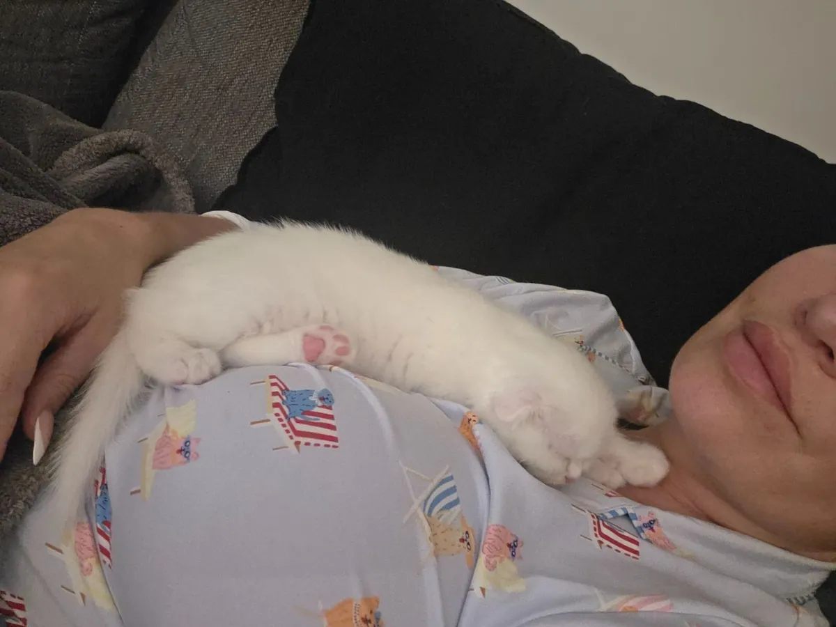 Scottish fold kitten - Image 2