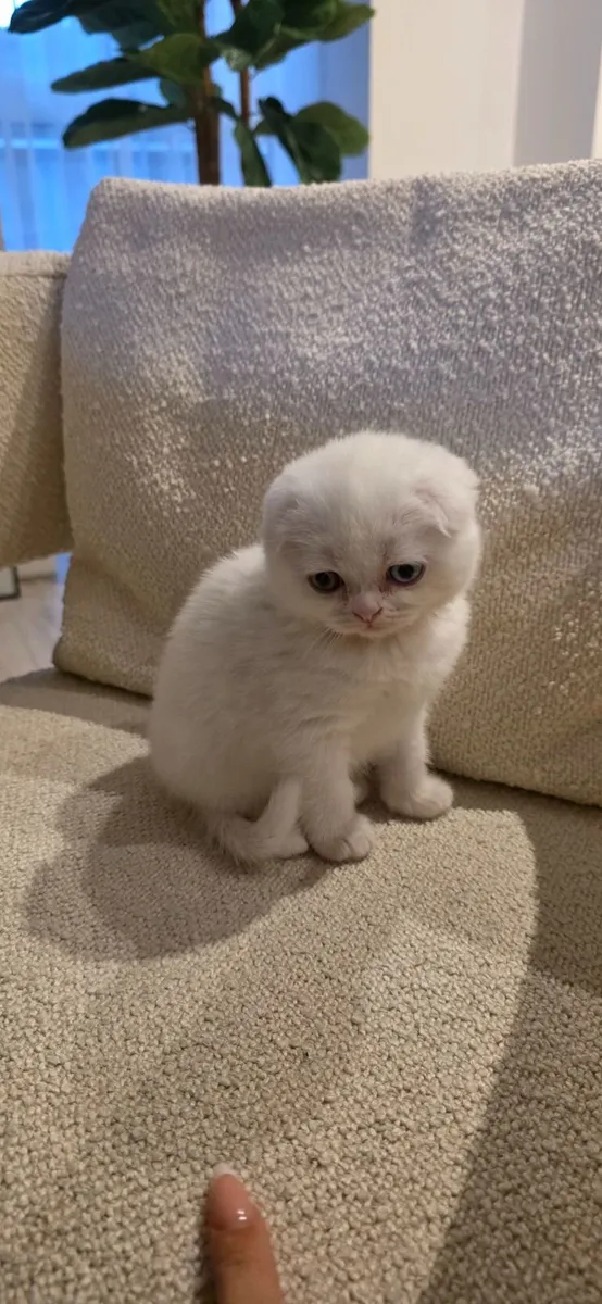 Scottish fold kitten - Image 3
