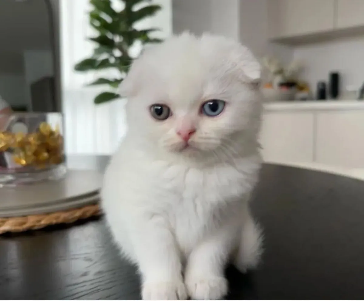 Scottish fold kitten - Image 4
